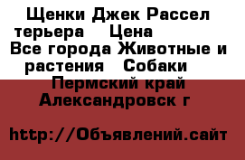 Щенки Джек Рассел терьера  › Цена ­ 15 000 - Все города Животные и растения » Собаки   . Пермский край,Александровск г.